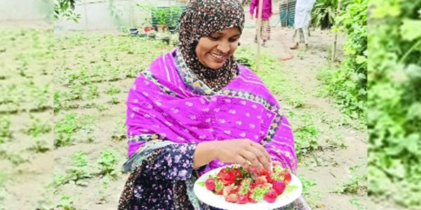 স্ট্রবেরি চাষ করে চমক দেখালেন কুমিল্লার গৃহিণী